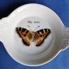 Papillon D